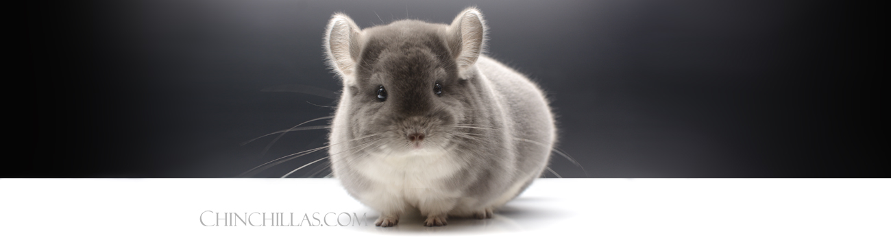 The History of the Violet Chinchilla